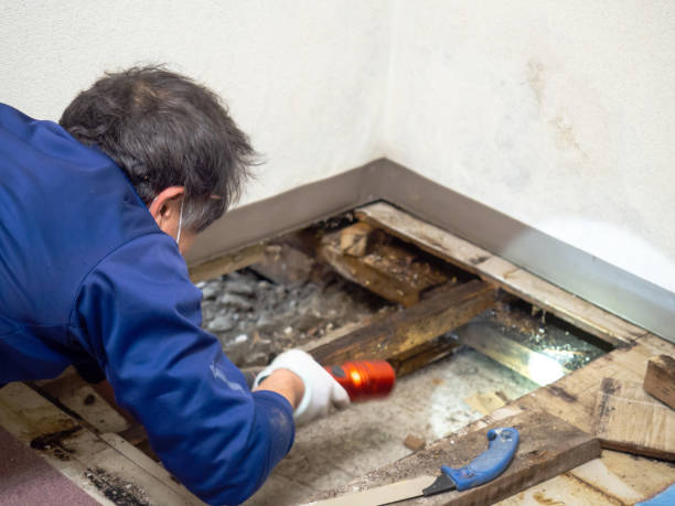 Office Mold Removal Services in Hyrum, UT