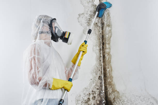 Best Professional Mold Removal  in Hyrum, UT
