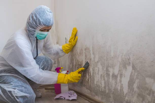 Best Office Mold Removal Services  in Hyrum, UT