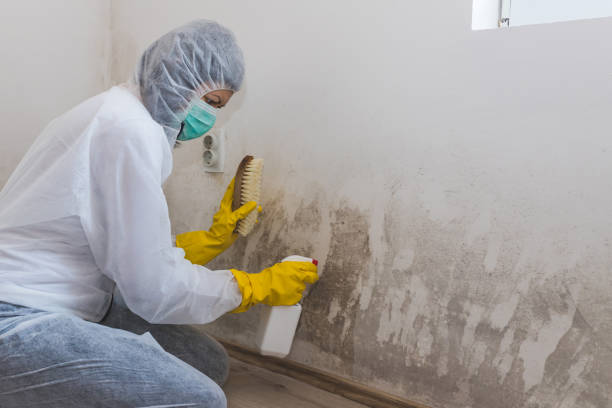 Best Mold Removal Process  in Hyrum, UT