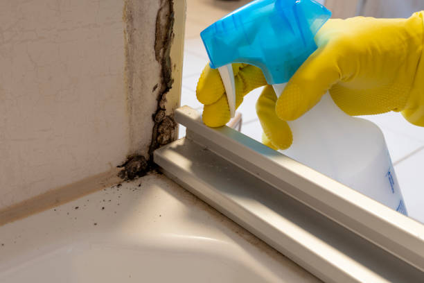 Best Mold Remediation Experts  in Hyrum, UT