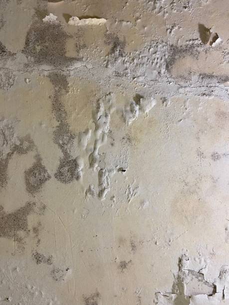 Attic Mold Removal in Hyrum, UT