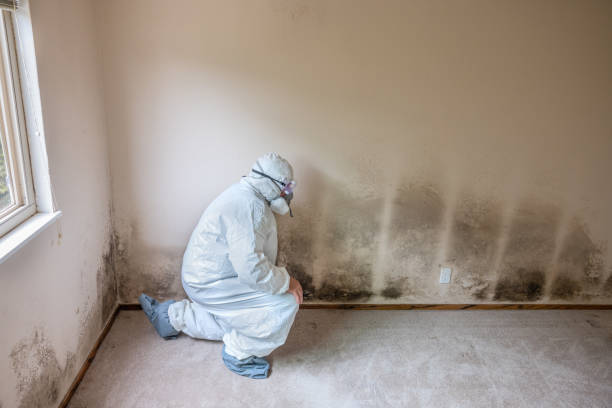 Best Mold Damage Repair  in Hyrum, UT