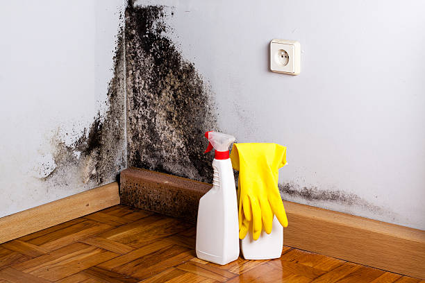Hyrum, UT Mold Removal Company