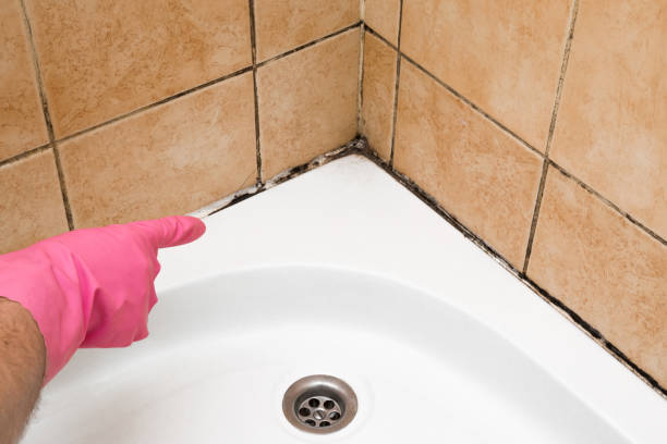 Best Same-Day Mold Removal  in Hyrum, UT